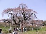 三春滝桜2010.4.13ﾀﾞｲｼﾞｪｽﾄ　Miharu waterfall cherry blossoms digest